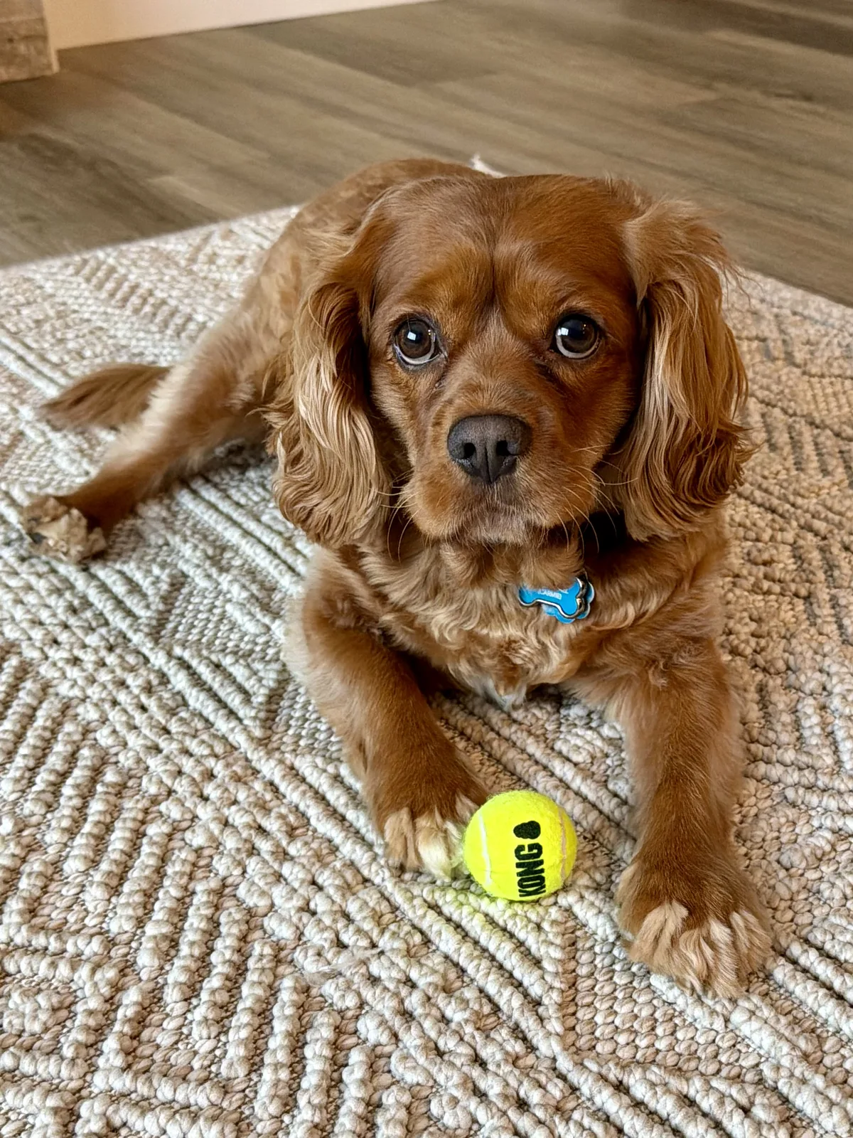 Carmie the dog with her KONG tennis ball